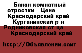 Банан комнатный отростки › Цена ­ 300 - Краснодарский край, Курганинский р-н, Родниковская ст-ца  »    . Краснодарский край